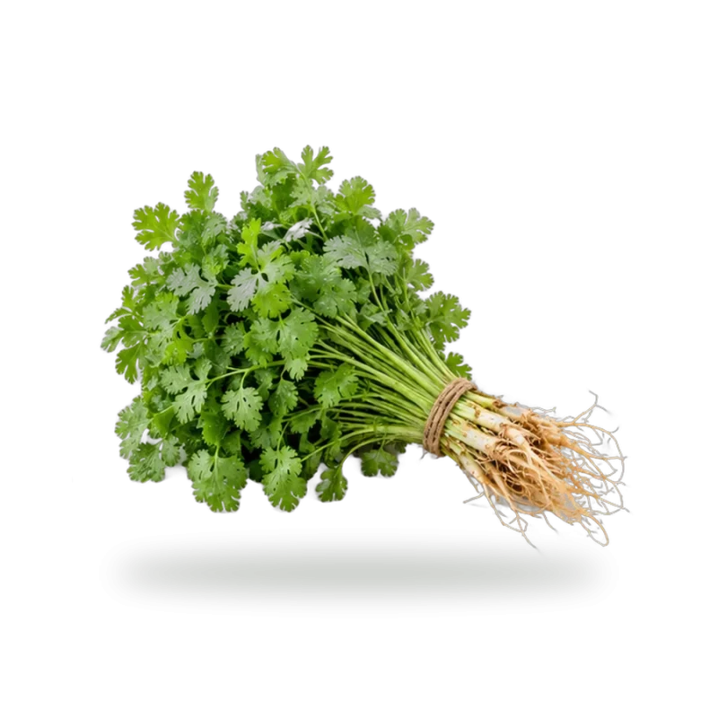 Coriander (Dhaniya)